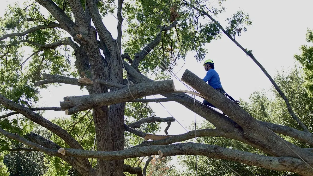 Professional Hazardous Tree Removal performed by certified arborists in Burnham
