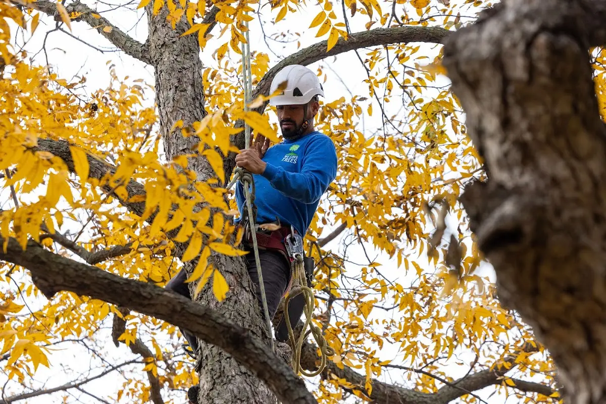 Skilled Tree Transplanting crew working in Burnham